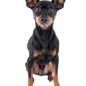 Deutscher Pinscher 1