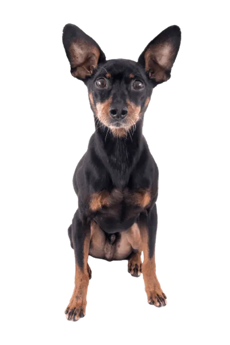 Deutscher Pinscher 1
