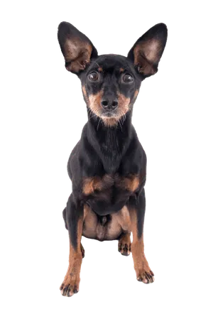 Deutscher Pinscher 1