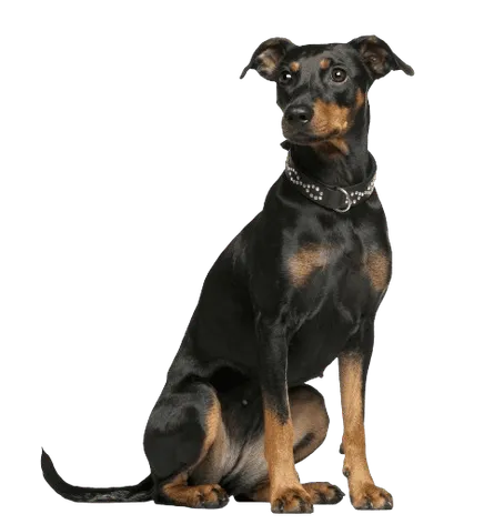 Deutscher Pinscher Bild 3