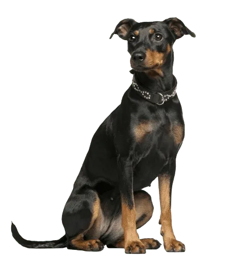 Deutscher Pinscher Bild 3