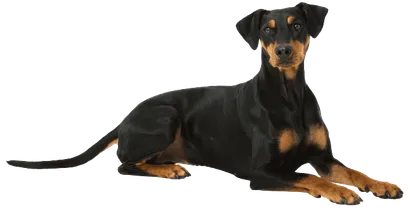 Deutscher Pinscher