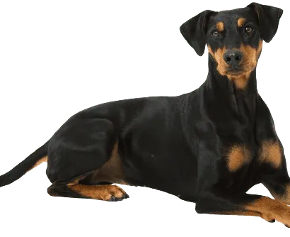 Deutscher Pinscher