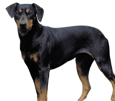 Deutscher Pinscher