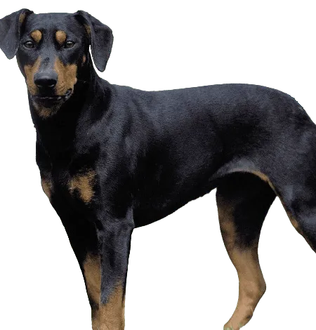Deutscher Pinscher