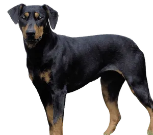 Deutscher Pinscher