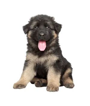 Deutscher Schäferhund puppy