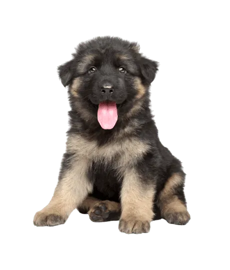 Deutscher Schäferhund puppy