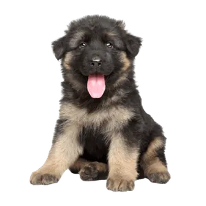 Deutscher Schäferhund puppy