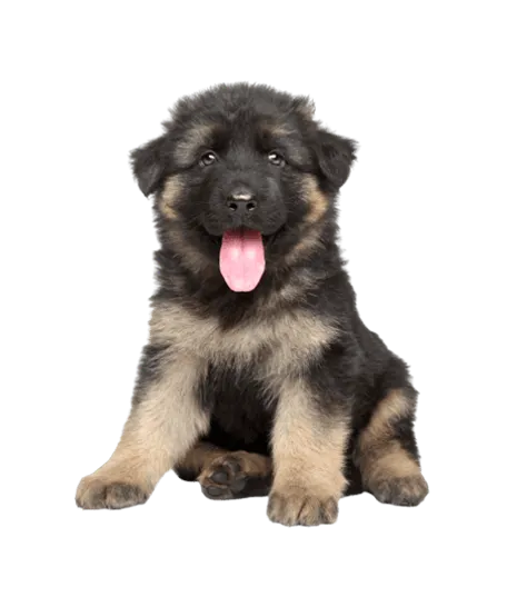 Deutscher Schäferhund puppy