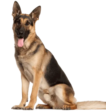 Deutscher Schäferhund adult