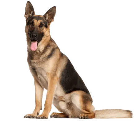 Deutscher Schäferhund adult