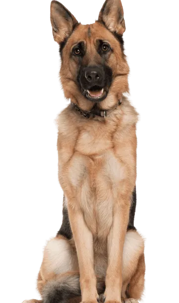 Deutscher Schäferhund