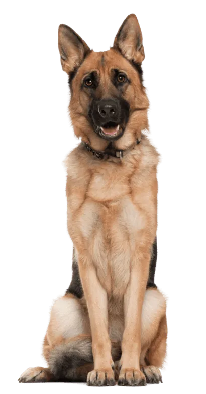 Deutscher Schäferhund
