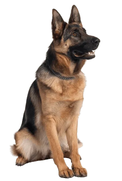 Deutscher Schäferhund