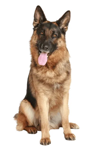 Deutscher Schäferhund - Herkunft und Geschichte