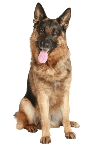 Deutscher Schäferhund - Herkunft und Geschichte