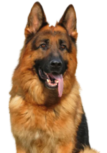 Deutscher Schäferhund