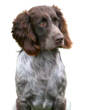 Deutscher Wachtelhund