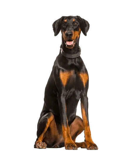doberman