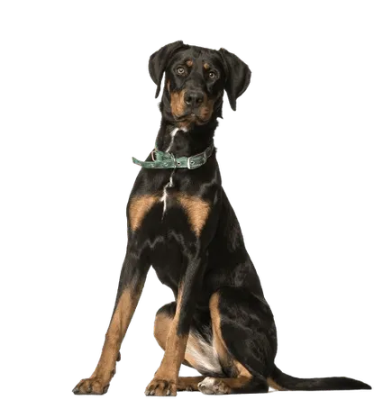 Dobermann Bild 4