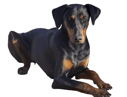 Dobermann - Gesundheit