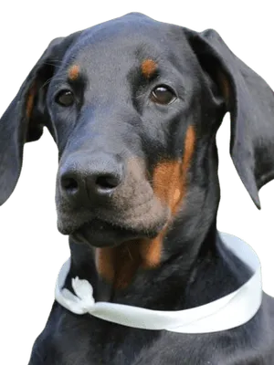 Close up photo of a Doberman