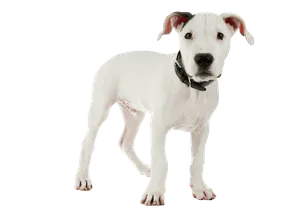 Dogo Argentino (6)