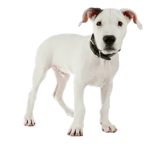 Dogo Argentino (6)