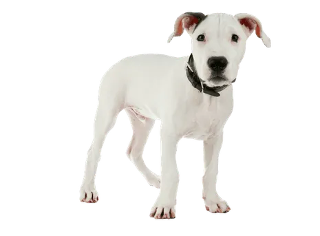 Dogo Argentino (6)