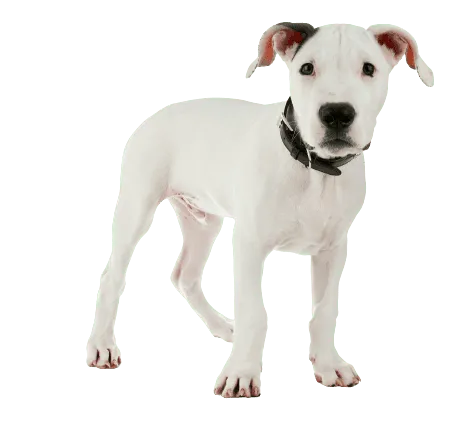 Dogo Argentino (6)