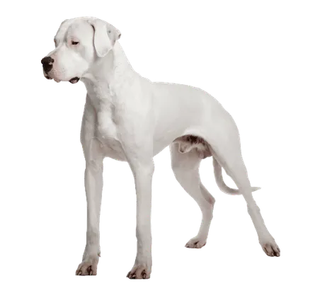 Dogo Argentino (5)