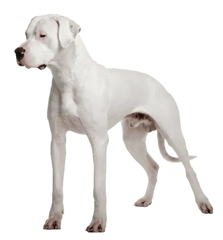 Dogo Argentino (5)