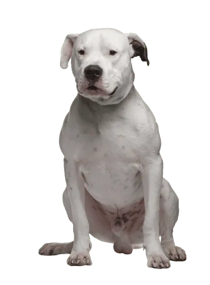 Dogo Argentino (2)
