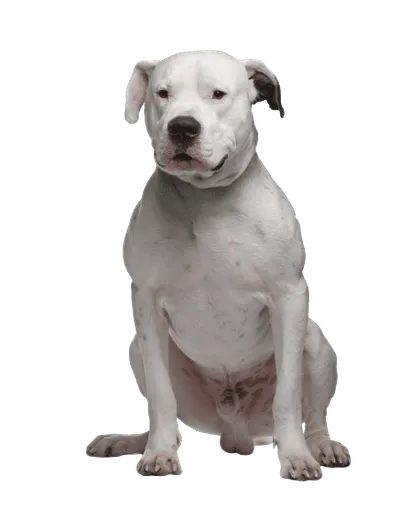 Dogo Argentino (2)