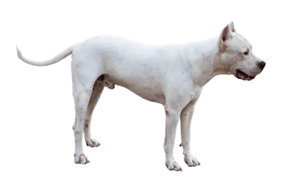 Dogo Argentino (4)