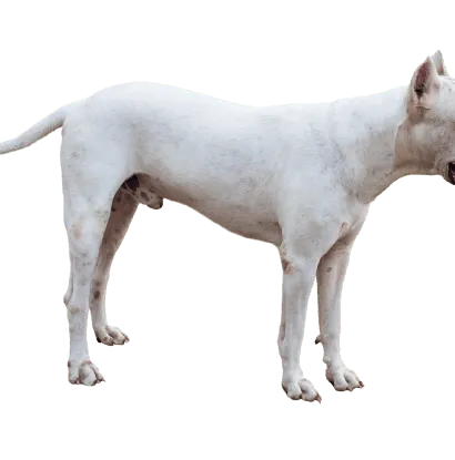 Dogo Argentino (4)