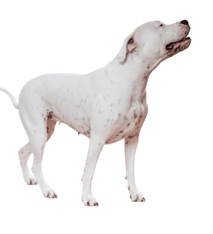 Dogo Argentino (3)