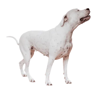 Dogo Argentino (3)