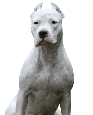 Dogo Argentino