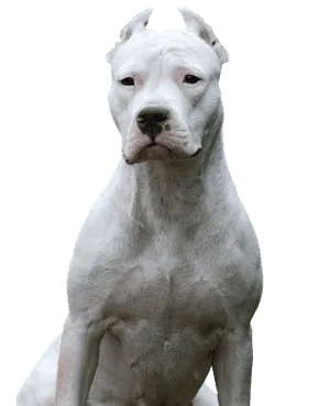 Dogo Argentino