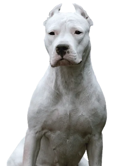 Dogo Argentino