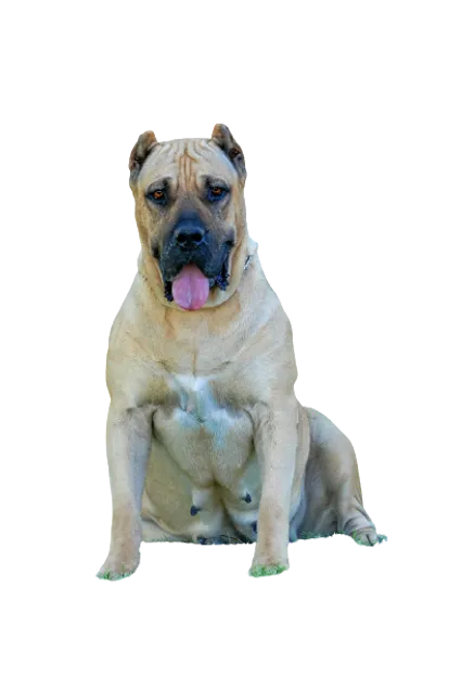 Dogo Canario 5
