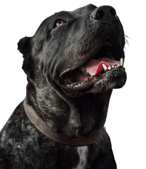Dogo Canario Profile