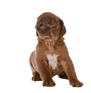 Dogue de Bordeaux (6)