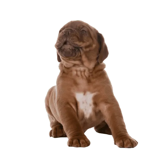 Dogue de Bordeaux (6)