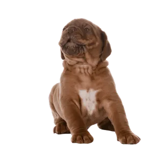 Dogue de Bordeaux (6)