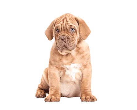Dogue de Bordeaux (4)
