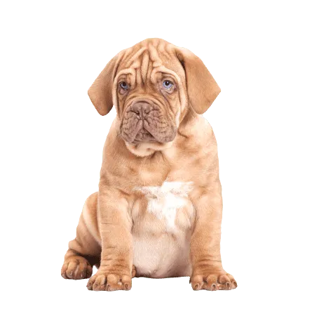 Dogue de Bordeaux (4)