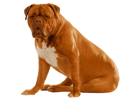 Dogue de Bordeaux (3)